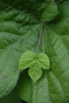leaf