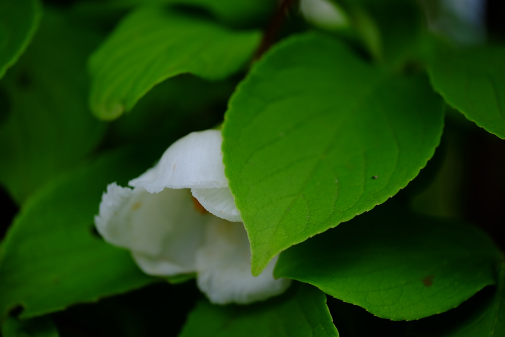 恥ずかしがり屋の夏椿