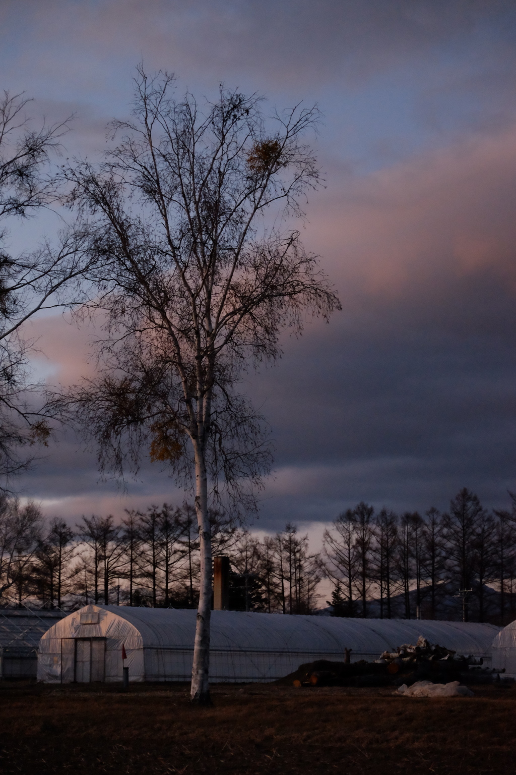白樺と宿り木のある夕景