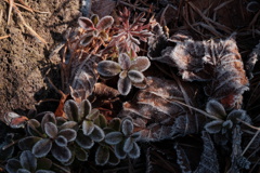Leaves with the frost