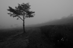 霧のコスモス園