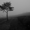 霧のコスモス園
