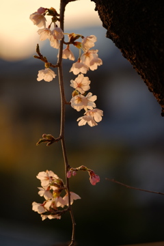 夕暮れ桜