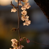 夕暮れ桜