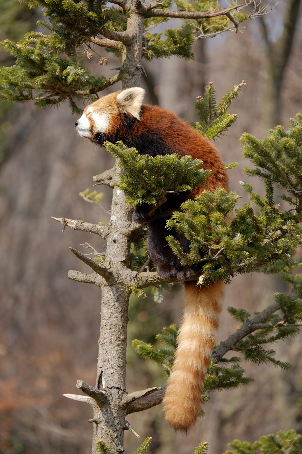 レッサーパンダ