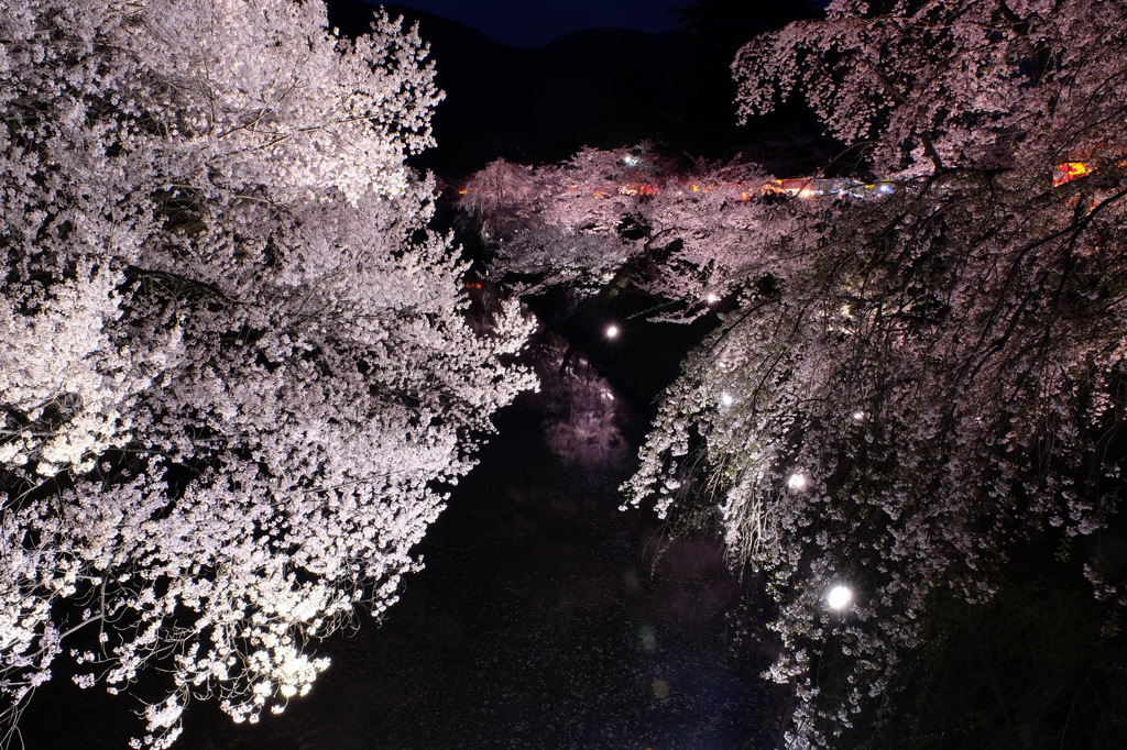 夜桜