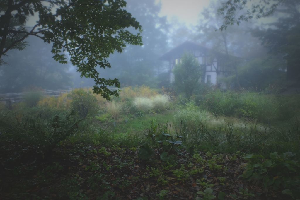 霧雨の庭園