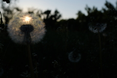 タンポポの中の夕日