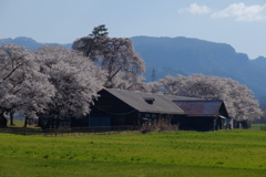 牧場の春