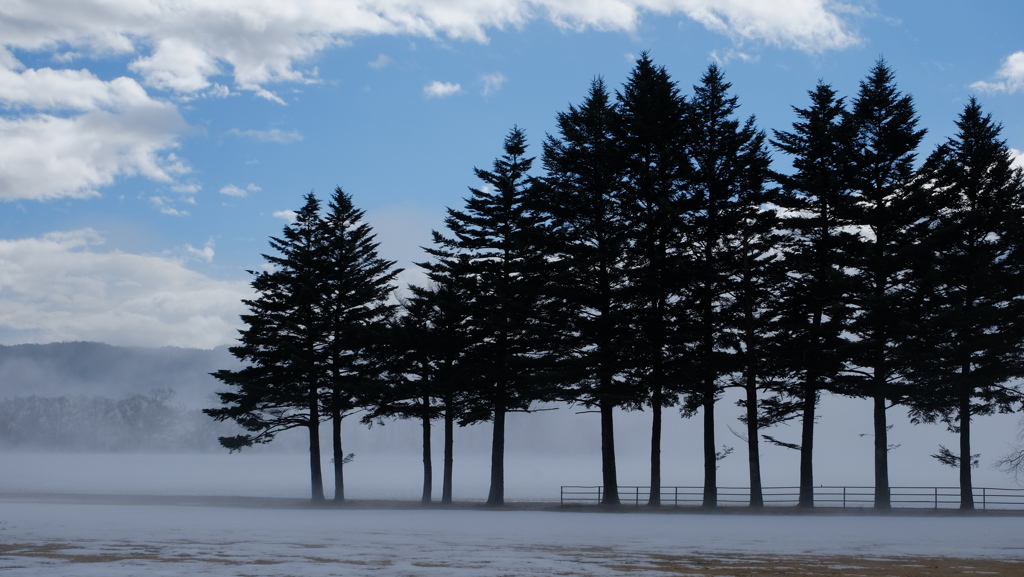 Silhouette of trees