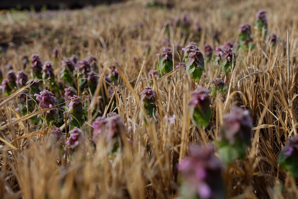 Lamium purpureum