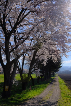 牧場の春