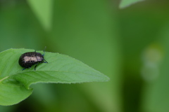 insect