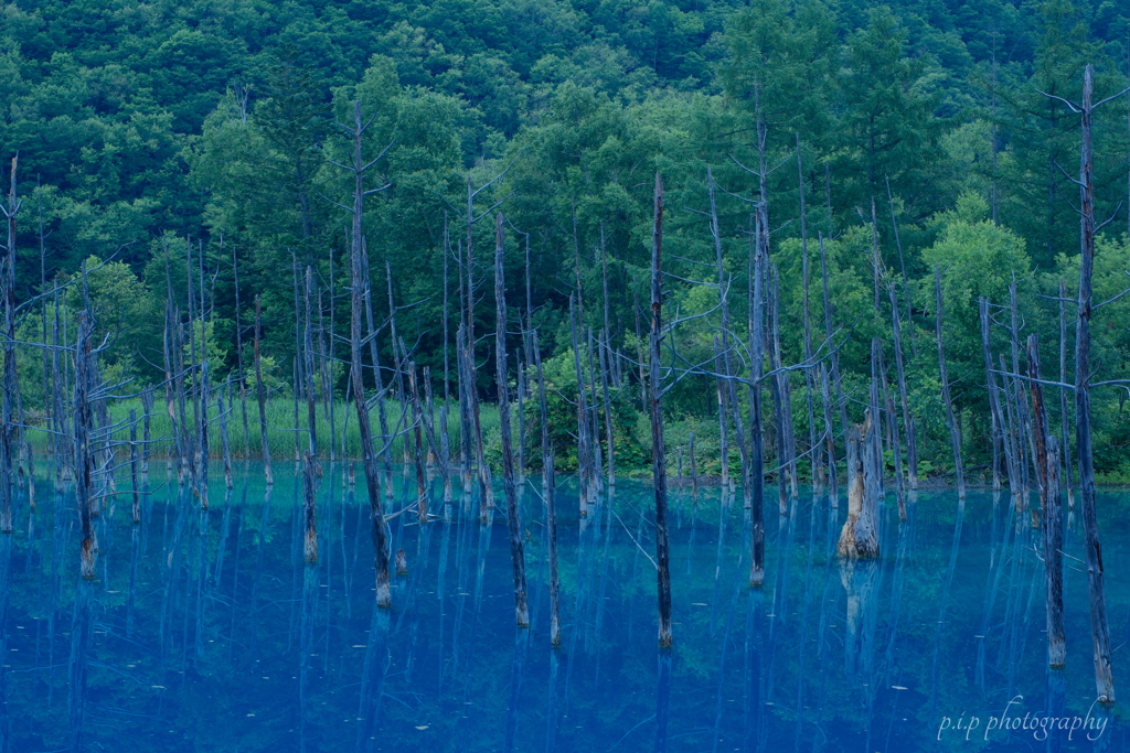 青い池
