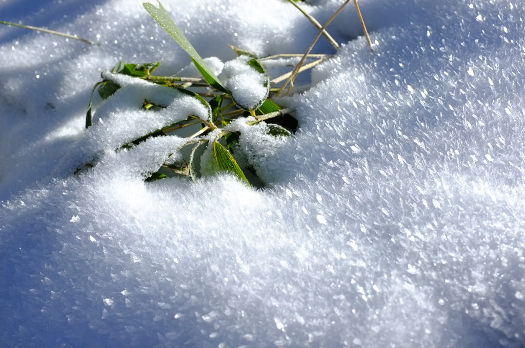雪肌