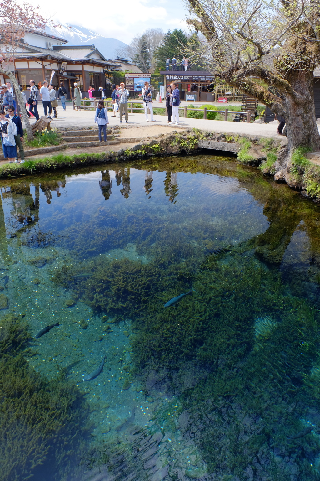 忍野八海　涌池