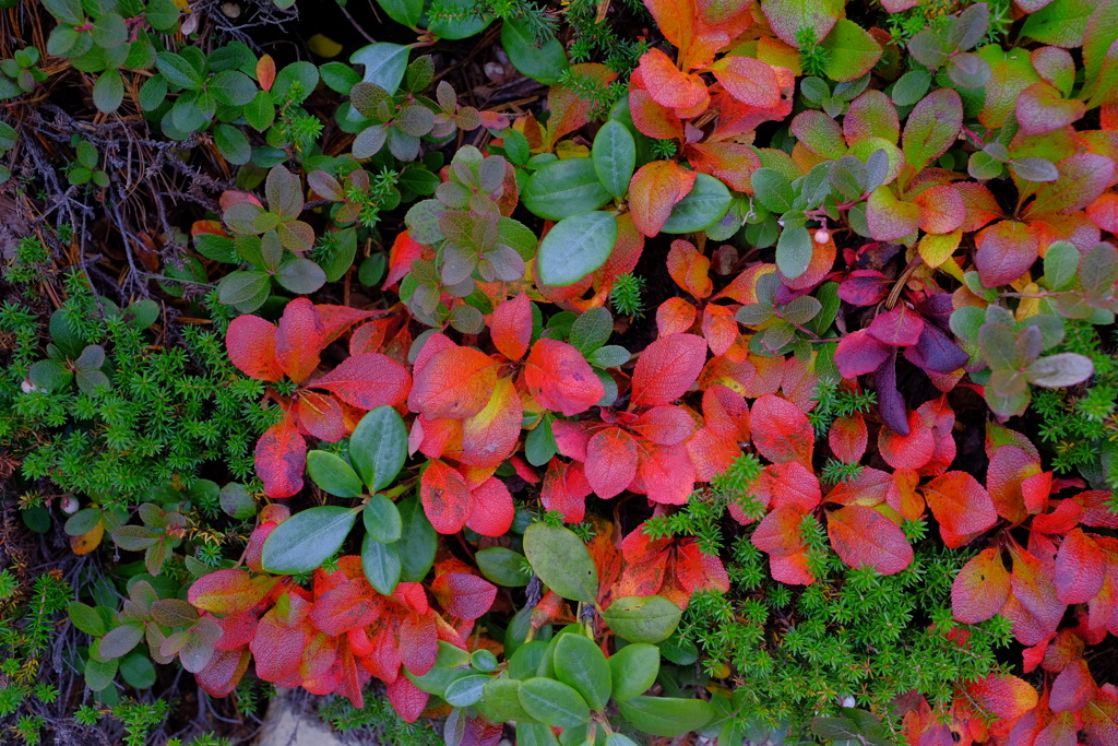 紅葉散策