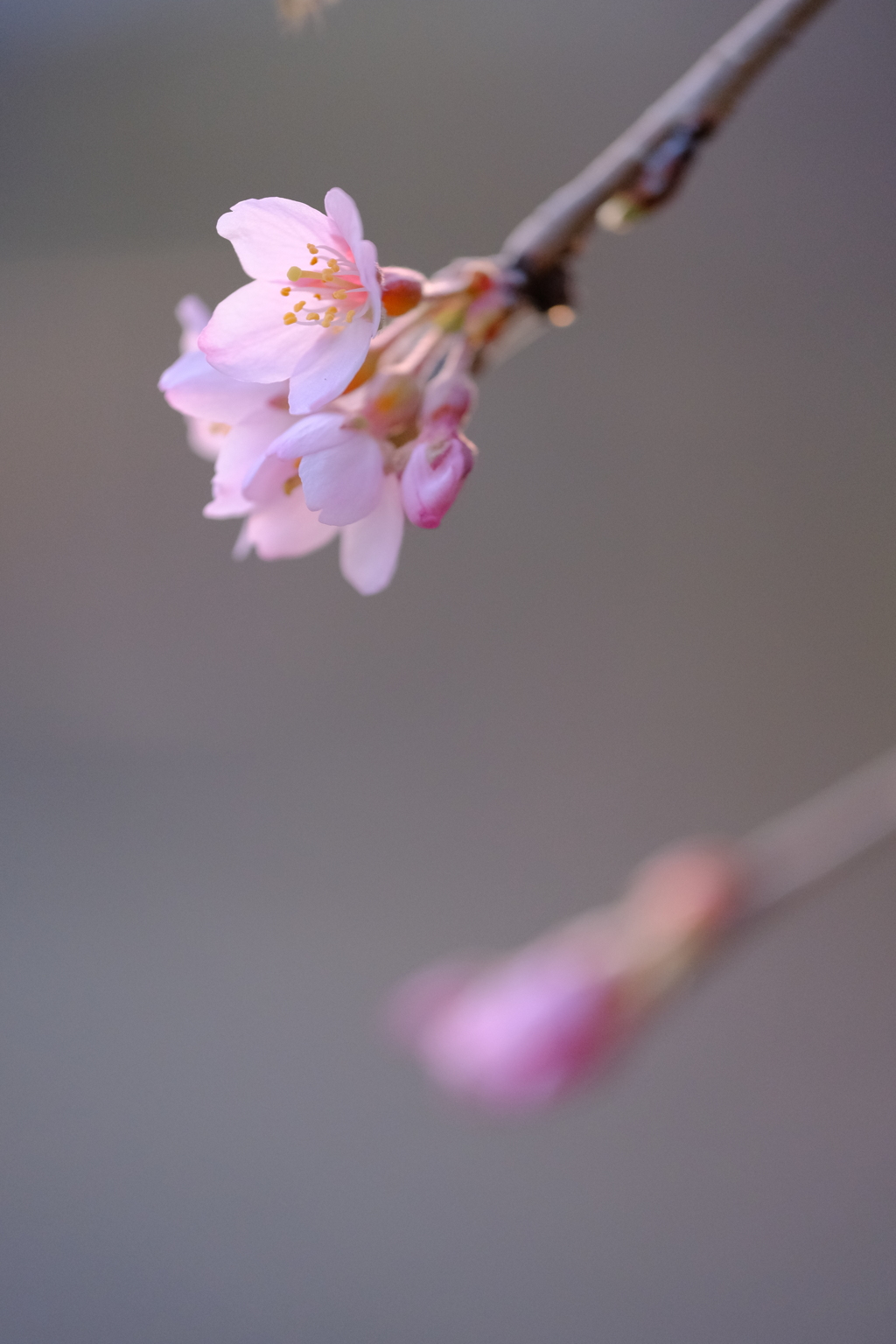 近所の春