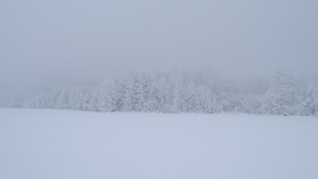Forest of the fantasy