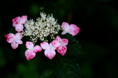 額紫陽花