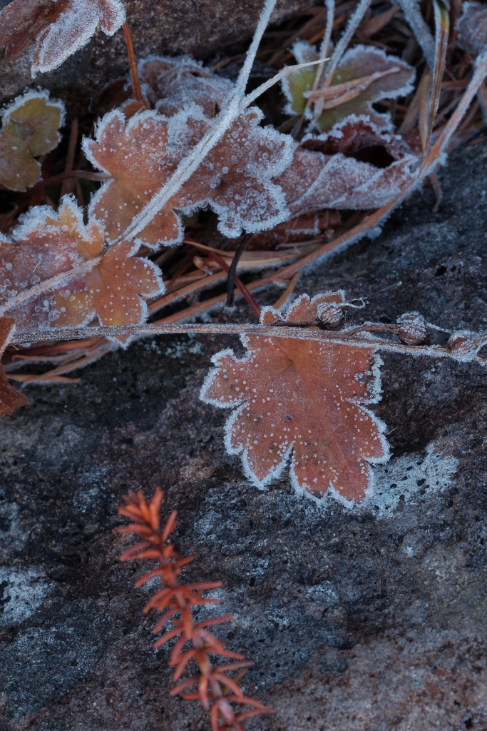 frost