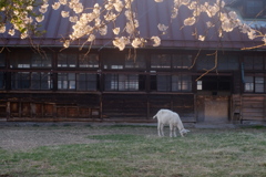 牧場の春～夕暮れ