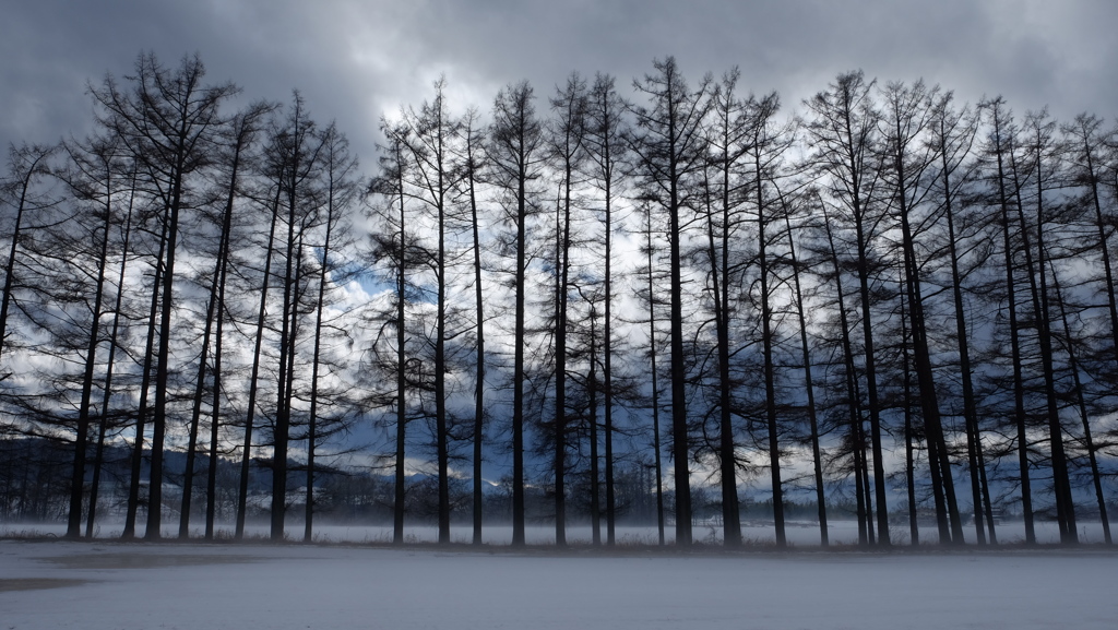 a tree‐lined road
