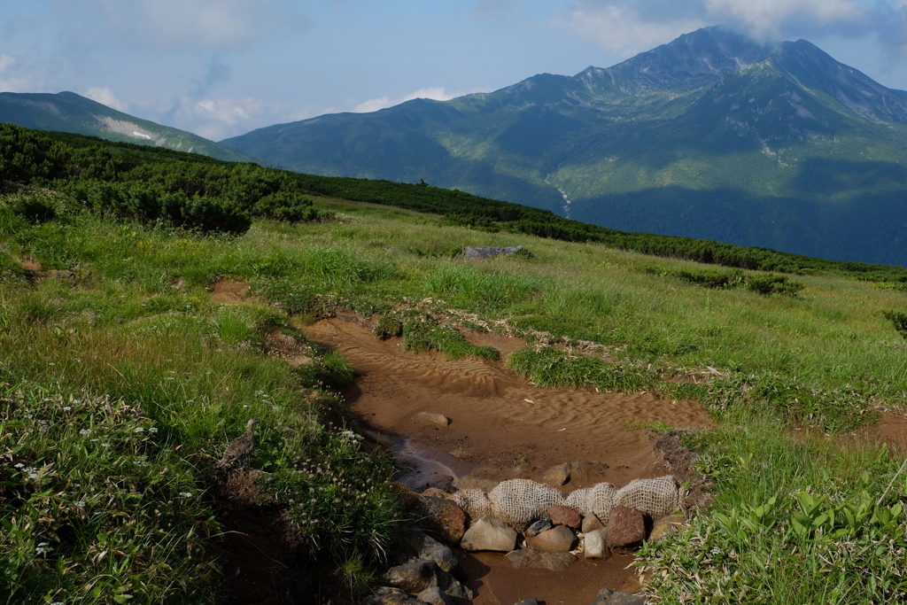 山旅で出会った動物～後編