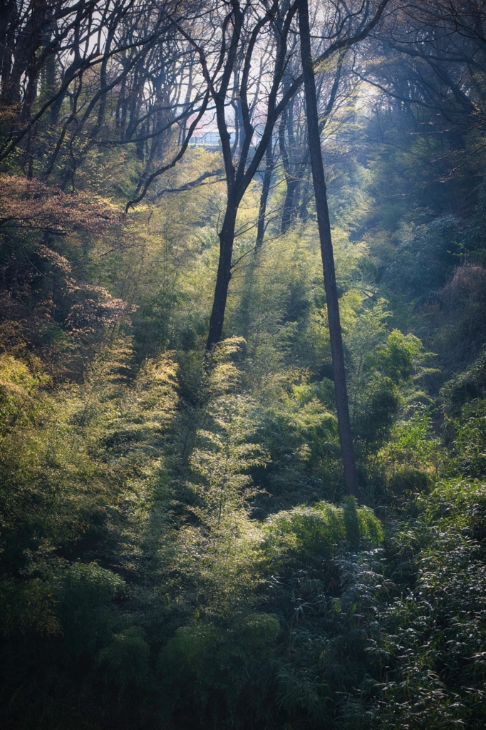 朝の光