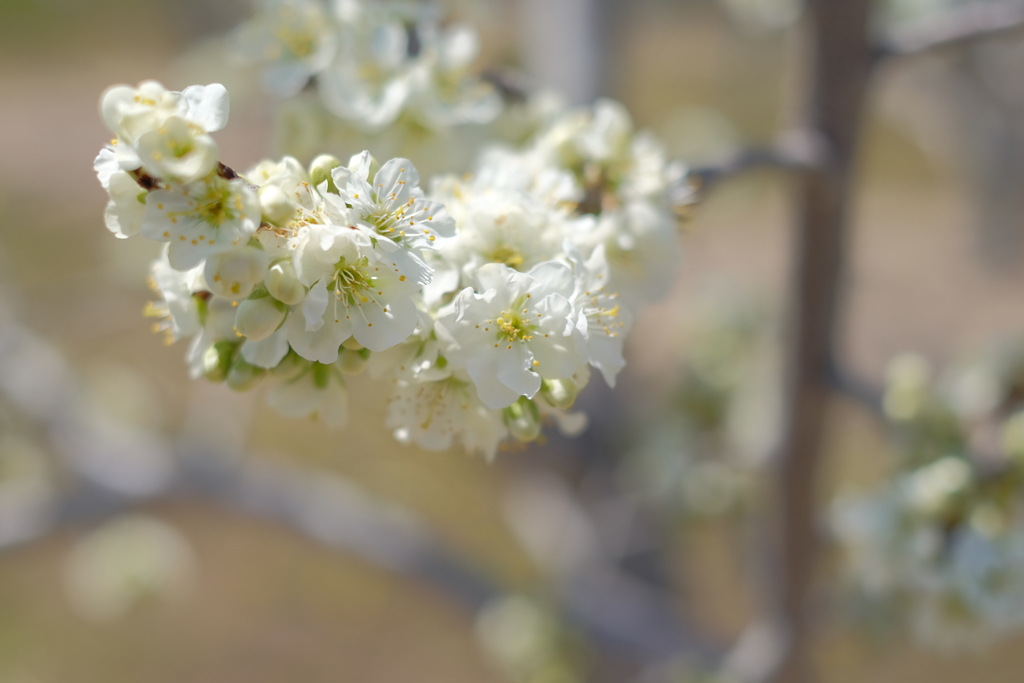 プルーンの花