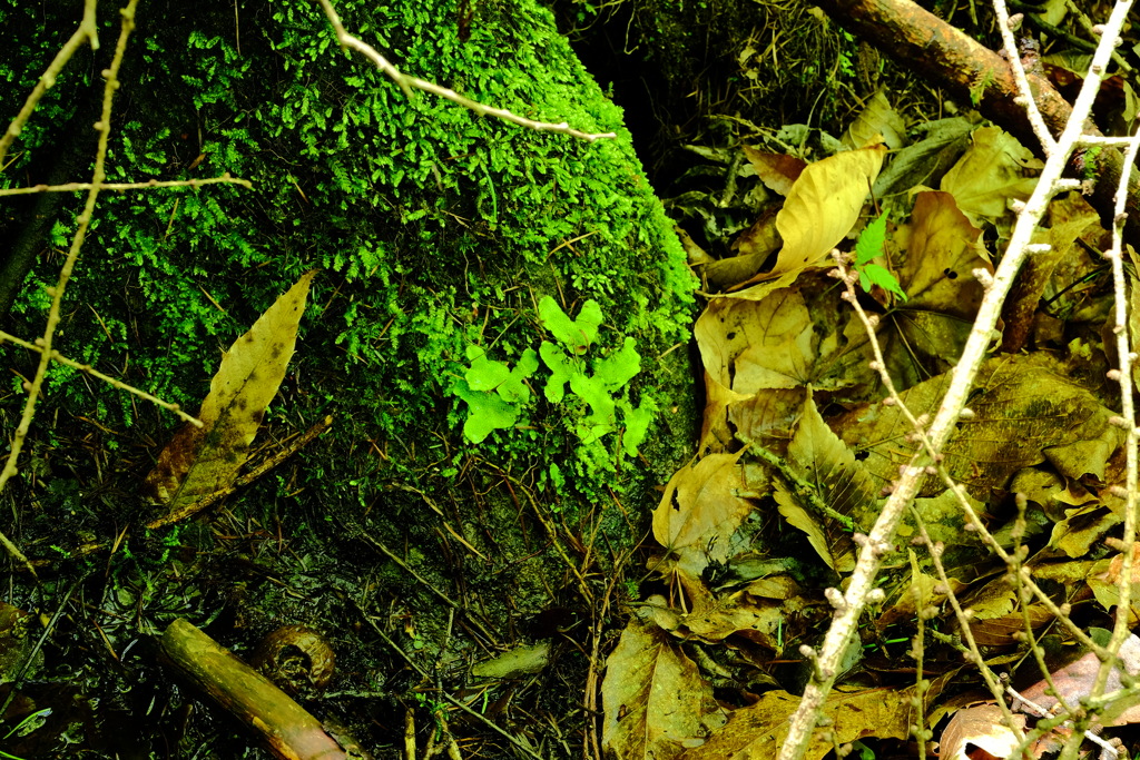 moss