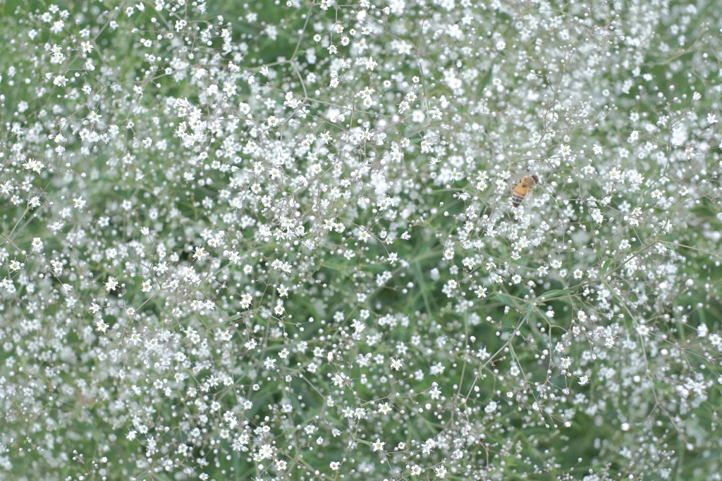 bee
