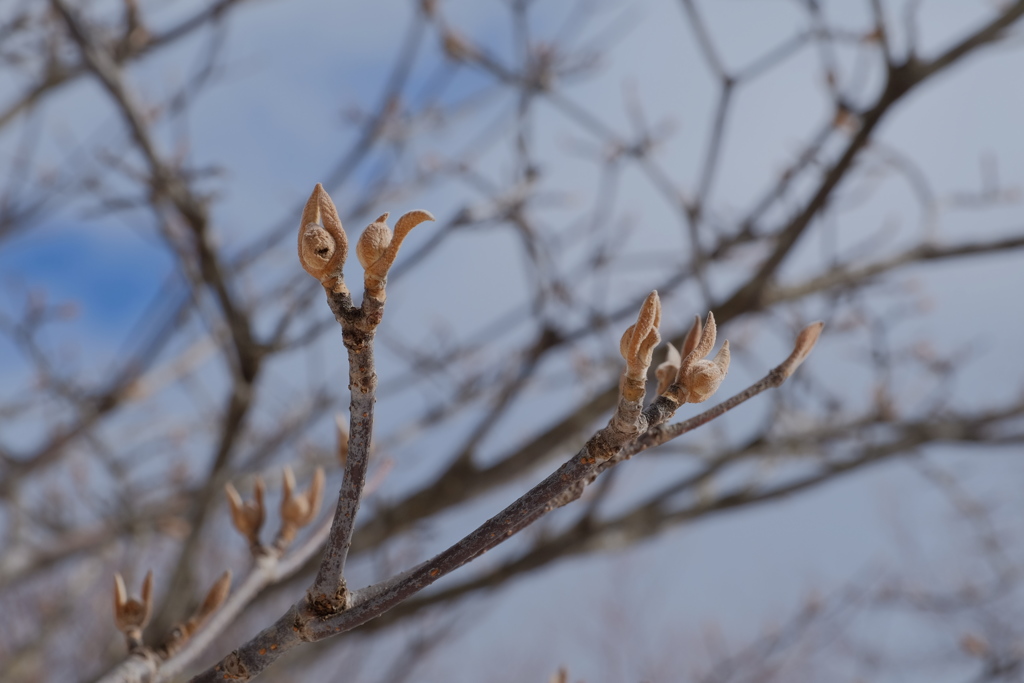 バンザイしているオオカメノキの冬芽