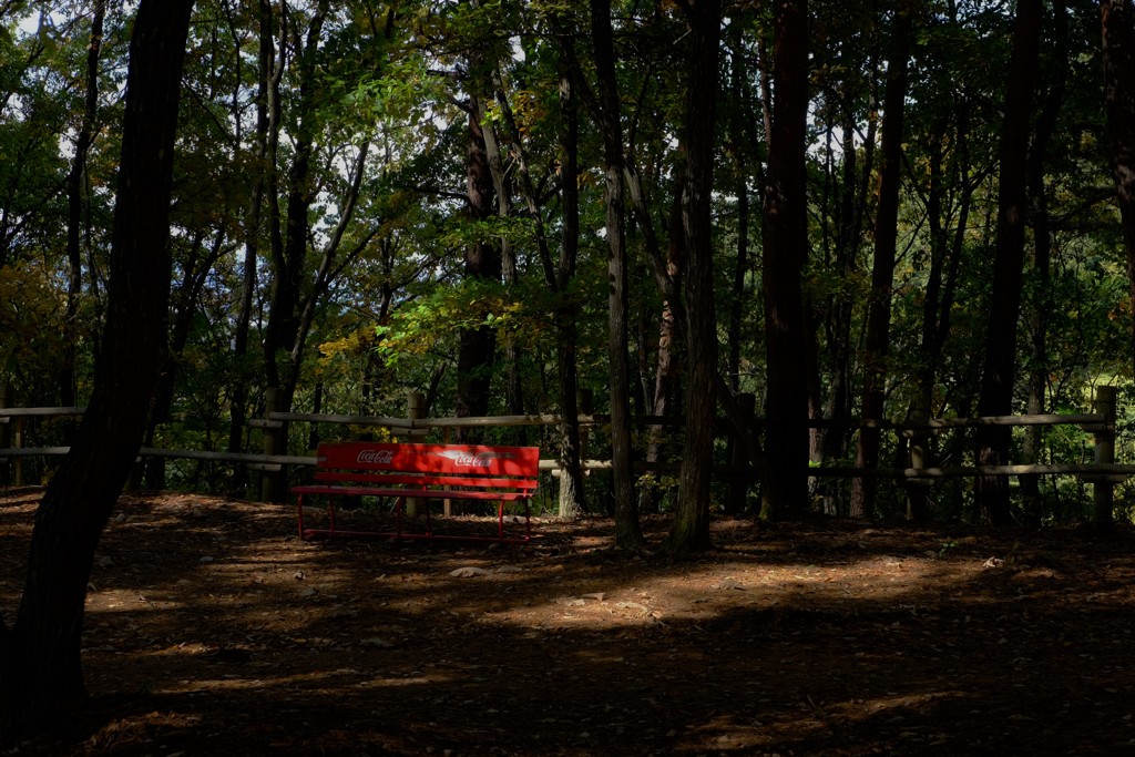 林の中の赤いベンチ