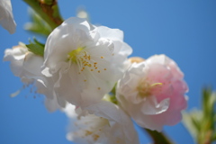 庭の花桃