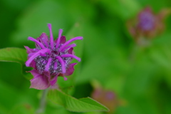 庭の草花