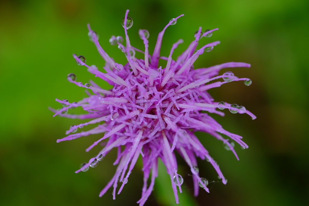 thistle
