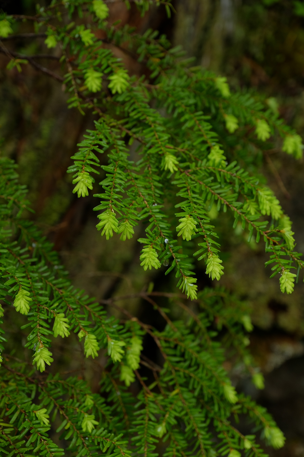 burgeon
