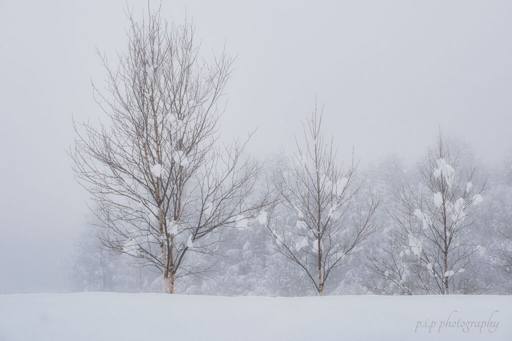 三月の雪