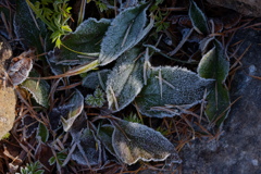 Leaves with the frost