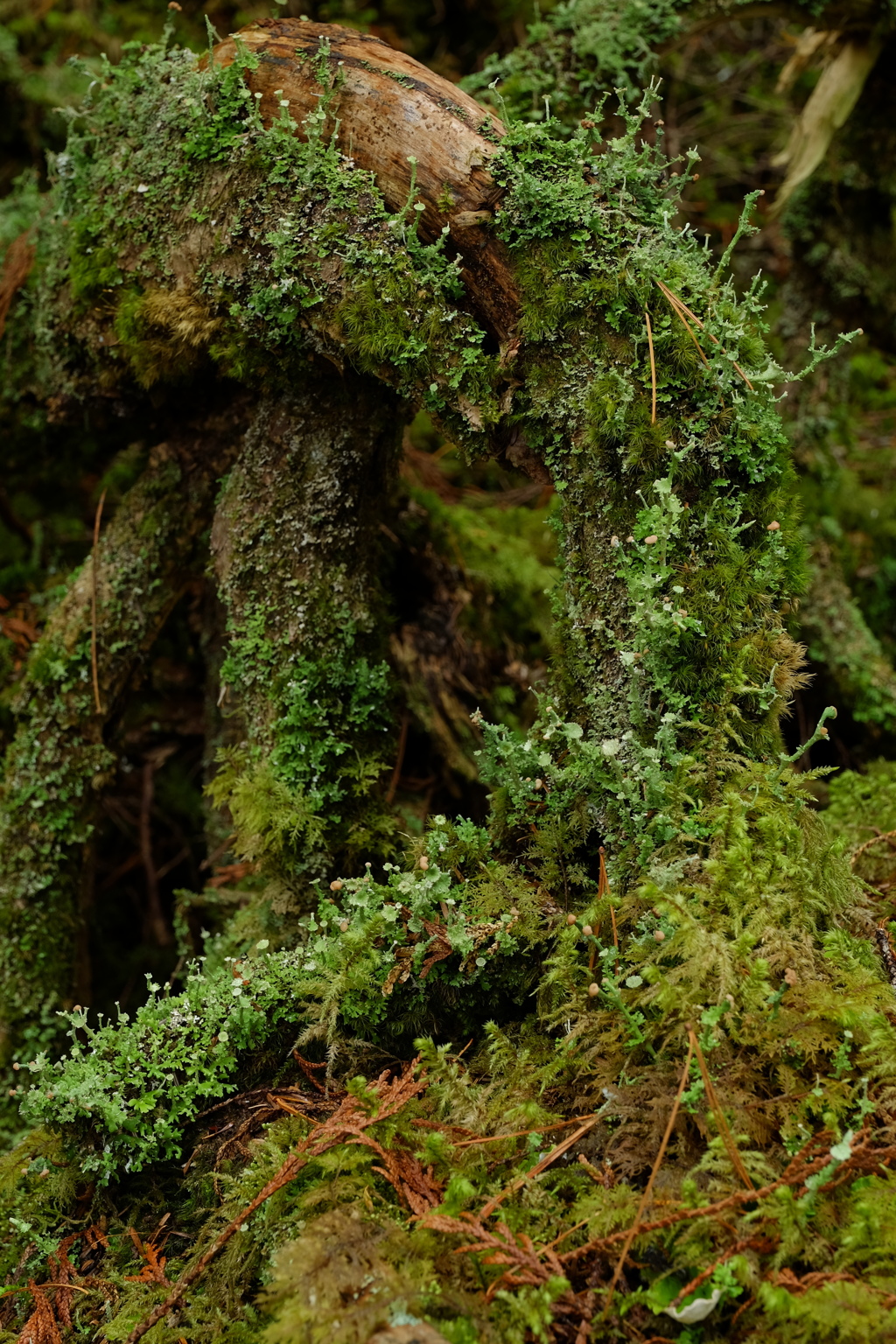 苔の森