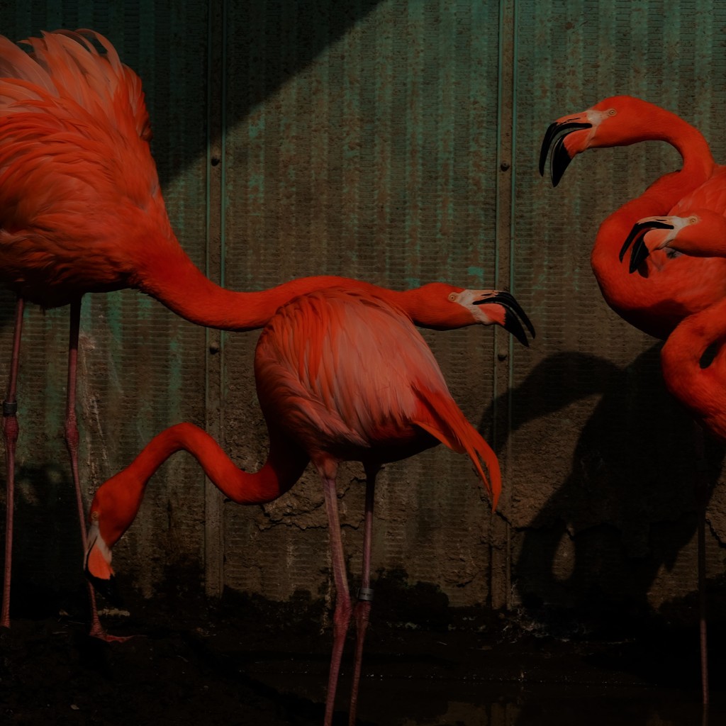 Flamingo