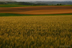 麦畑にて