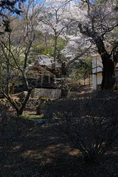 山寺の春