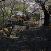 山寺の春