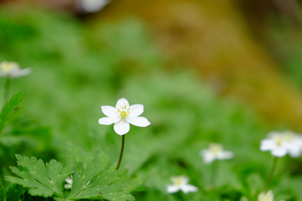 Spring ephemeral