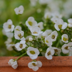 植木鉢の白い花