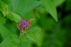 庭の草花