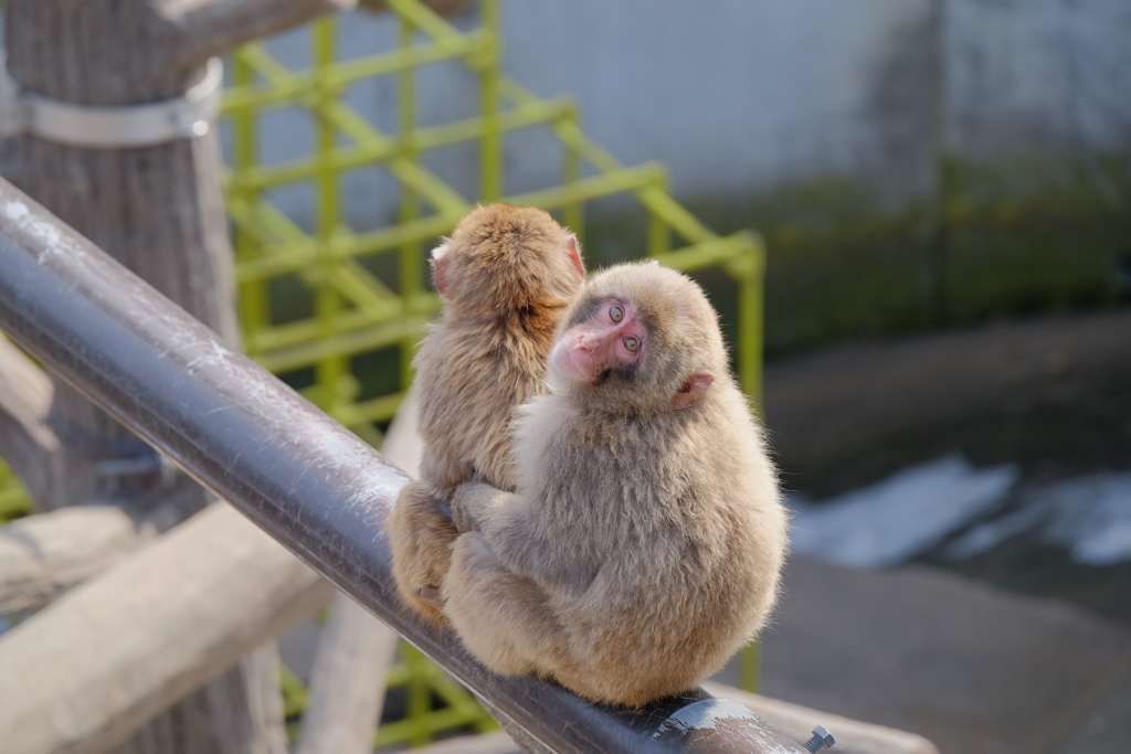 あら、撮ってたの？