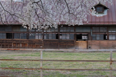 牧場の春